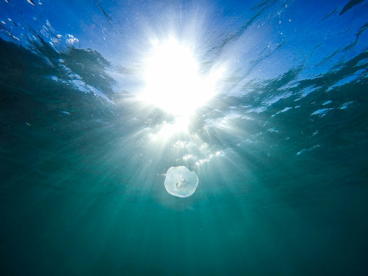 Picture of a jellyfish floating in blue sea waters with sun reflections in the background